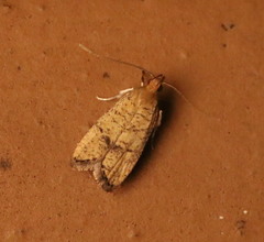 Psilocorsis quercicella