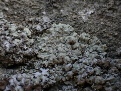 Protoparmeliopsis muralis