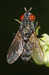 Miltogramminae