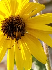 Chauliognathus pensylvanicus