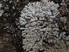Physcia caesia
