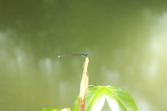 Prodasineura laidlawii