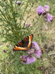 Aglais milberti