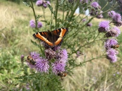 Aglais milberti