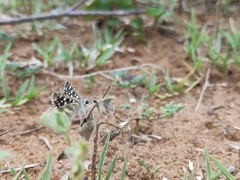 Pyrginae