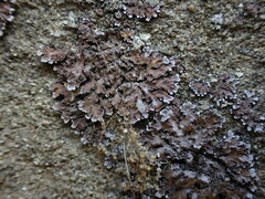 Physconia perisidiosa