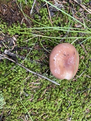 Gomphidius subroseus