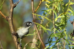 Vireo atricapilla