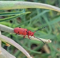 Tetraopes femoratus