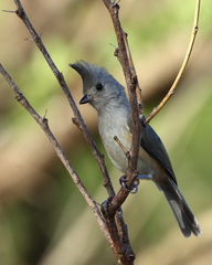 Baeolophus atricristatus