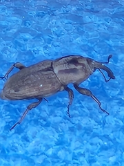 Sphenophorus