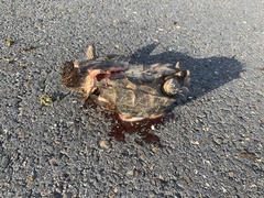 Gopherus berlandieri