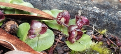Corybas diemenicus