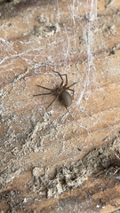 Loxosceles reclusa