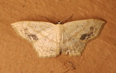 Scopula limboundata