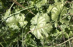 Heuchera richardsonii