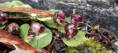 Corybas diemenicus
