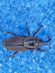 Sphenophorus