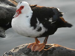 Cairina moschata domestica