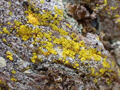 Chrysothrix candelaris