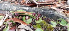 Corybas diemenicus