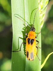 Chauliognathus omissus