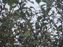 Periparus rubidiventris