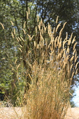 Phalaris aquatica