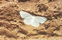 Lomographa vestaliata