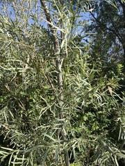 Salix exigua