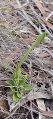 Pterostylis plumosa