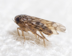 Xestocephalus