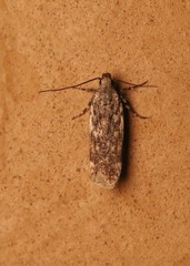 Chionodes formosella