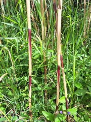 Phragmites australis americanus