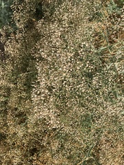 Gypsophila paniculata
