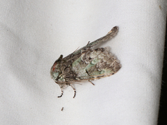 Macrurocampa marthesia