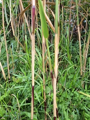 Phragmites australis americanus