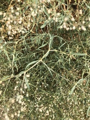 Gypsophila paniculata