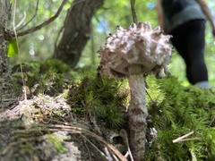 Strobilomyces strobilaceus