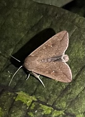 Mythimna