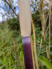 Phragmites australis americanus