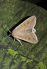 Mythimna