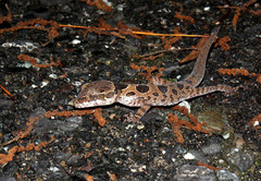 Cyrtodactylus papilionoides