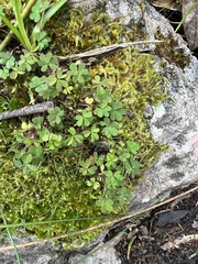 Oxalis perennans