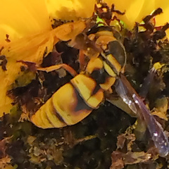 Euodynerus hidalgo