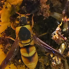 Euodynerus hidalgo