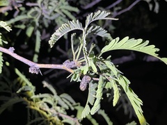 Prosopis