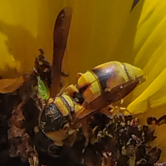 Euodynerus hidalgo