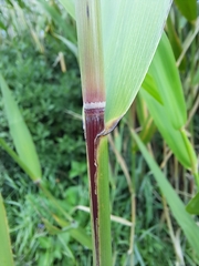 Phragmites australis americanus