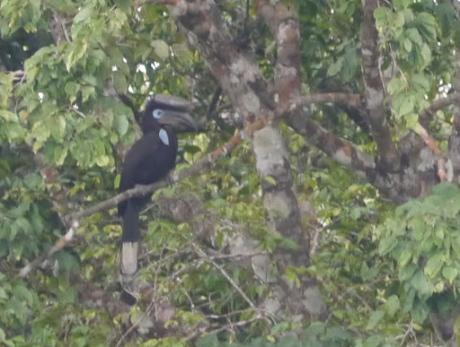 Black-casqued Hornbill